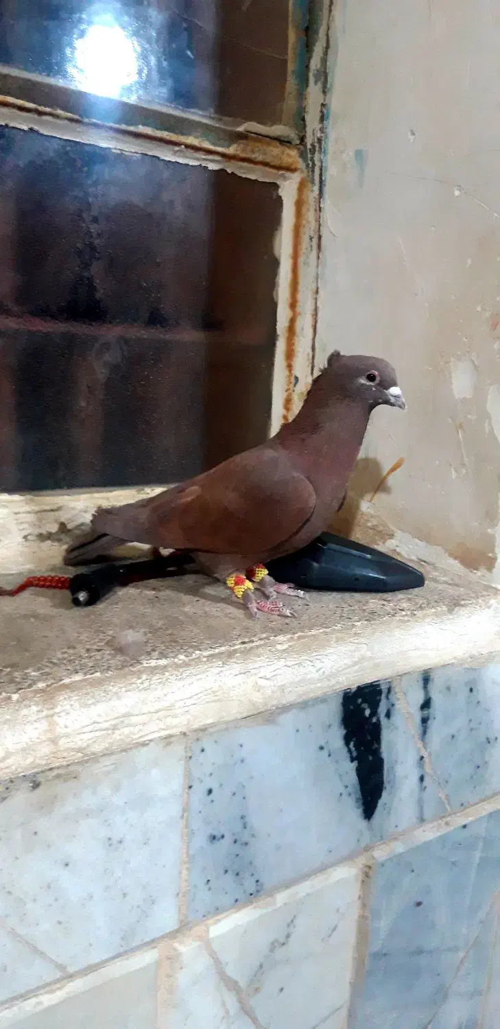 نر سرخ کرمانی عطیقه با ماده مسافتی|پرنده|درمیان, |دیوار