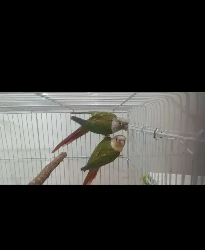 جفت گیرینچیک آناناسی|پرنده|خورموج, |دیوار