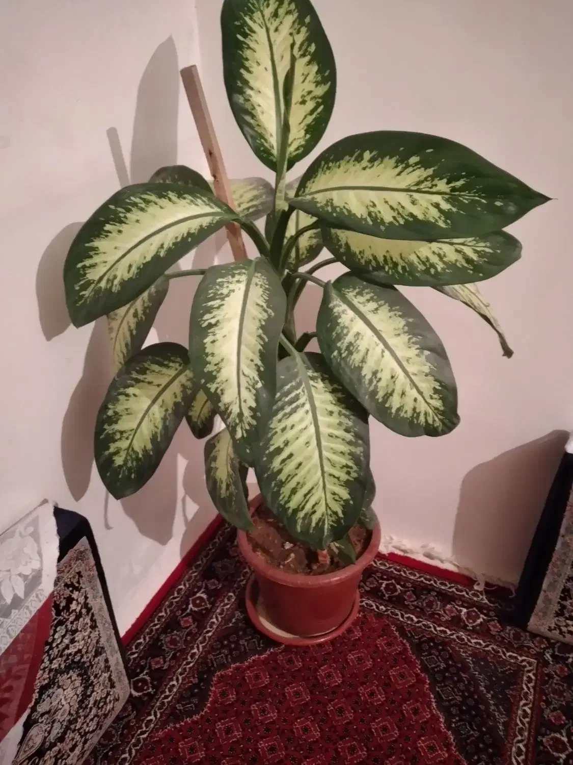 گل طبیعی دیفن باخیا|گل و گیاه طبیعی|کرمانشاه, |دیوار