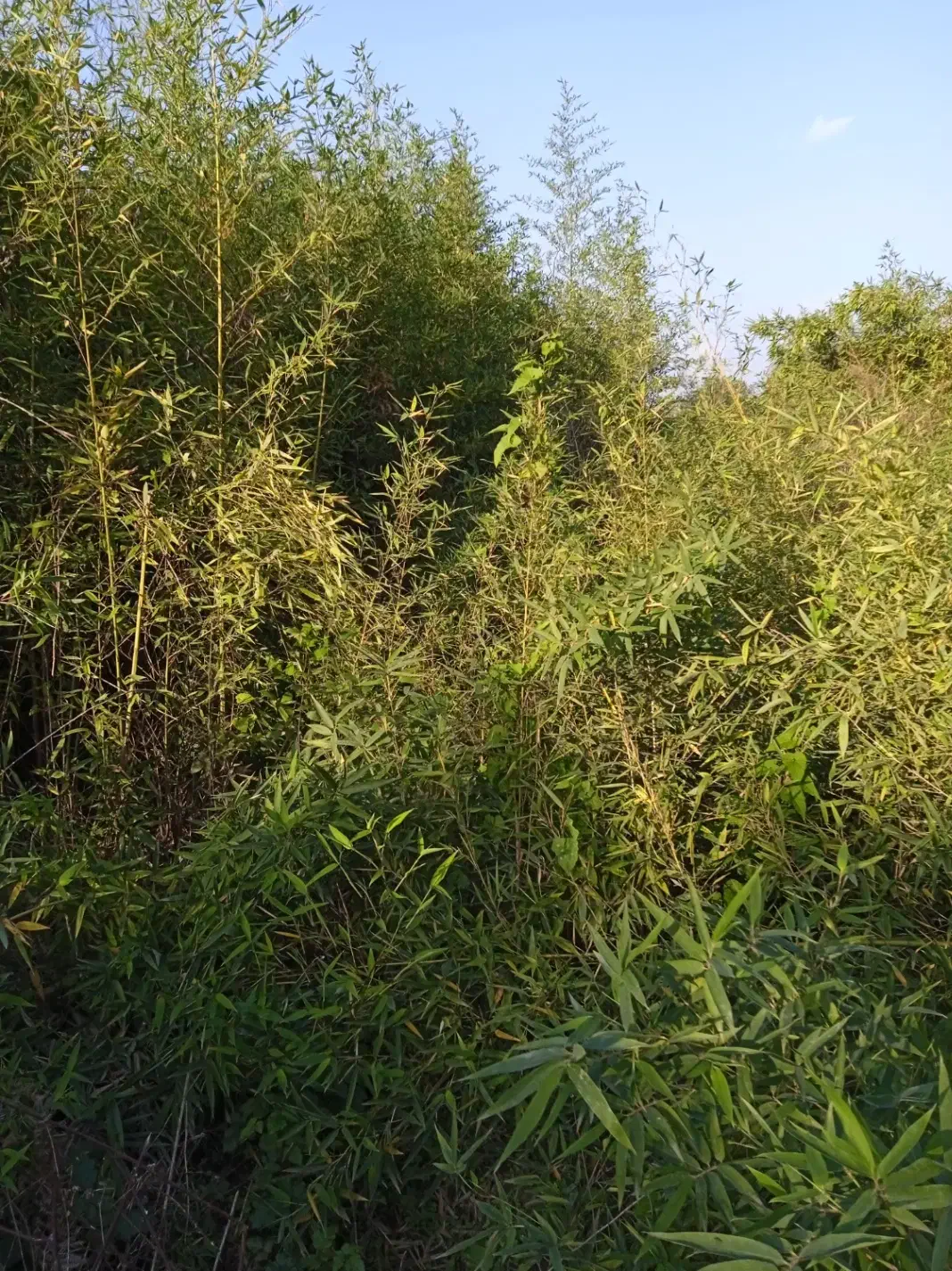 بامبو خیزران نهال با ریشه قالبی|گل مصنوعی|لاهیجان, گلستان|دیوار