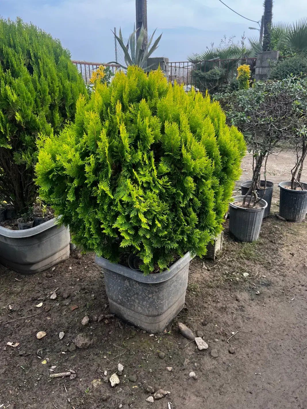 کاج سدروس ( گیاه یاس هلندی ، کامیس فضای سبز )|گل و گیاه طبیعی|سلمان‌شهر, |دیوار