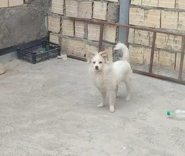 سگ پامر|سگ|محمدشهر, محمدشهر|دیوار