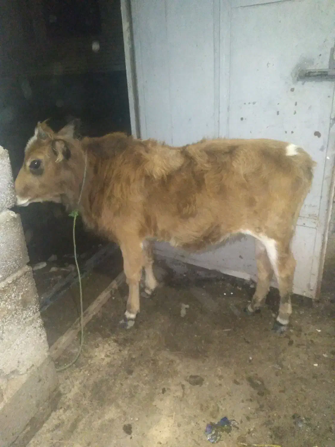 گوساله‌ماده‌‌تالشی‌|حیوانات مزرعه|تالش, جوکندان|دیوار