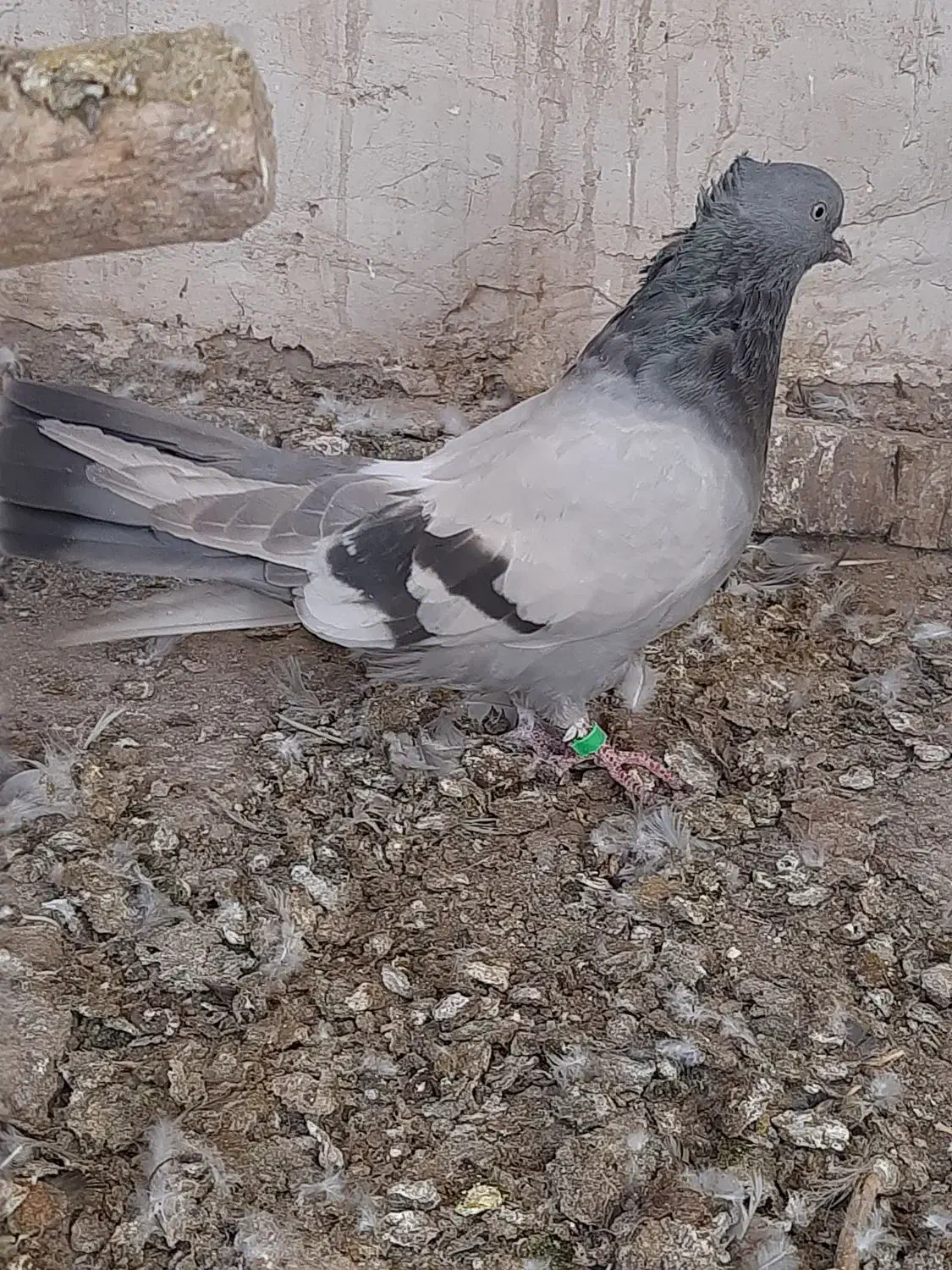 کبوتر|پرنده|بروجن, |دیوار