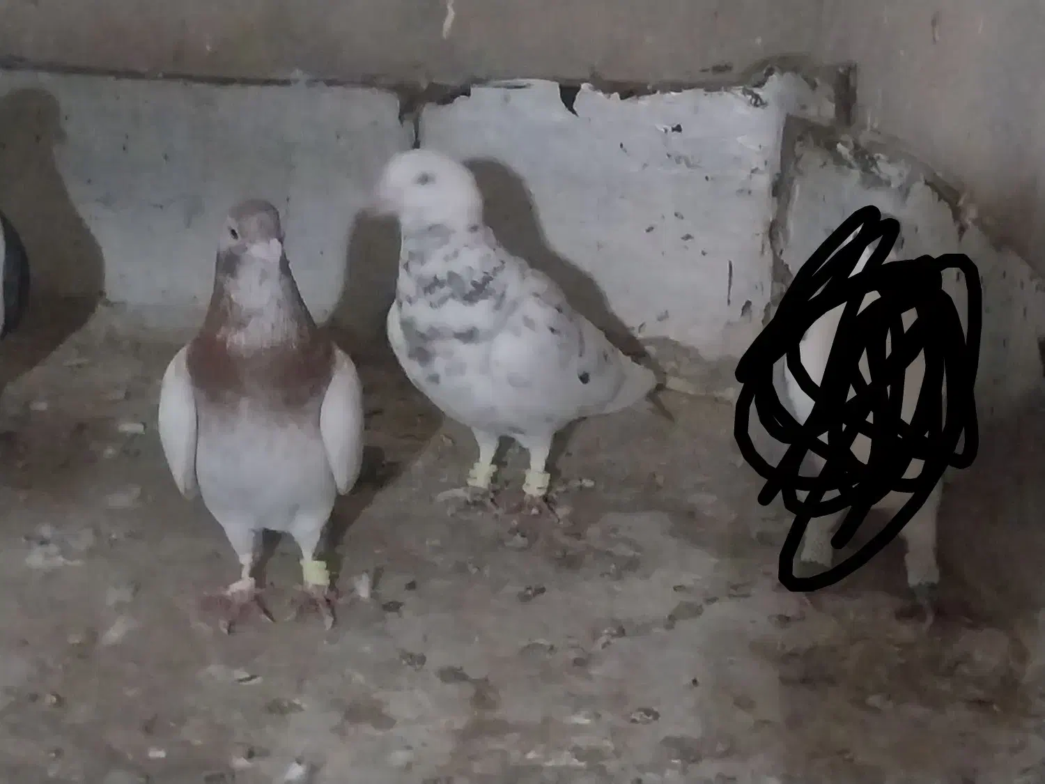 سار|پرنده|تربت‌حیدریه, پائین ولایت|دیوار