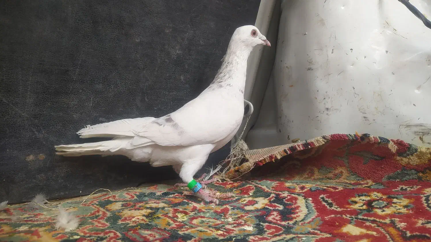 مجسمه کبوتر|مجسمه، تندیس، ماکت|زابل, |دیوار