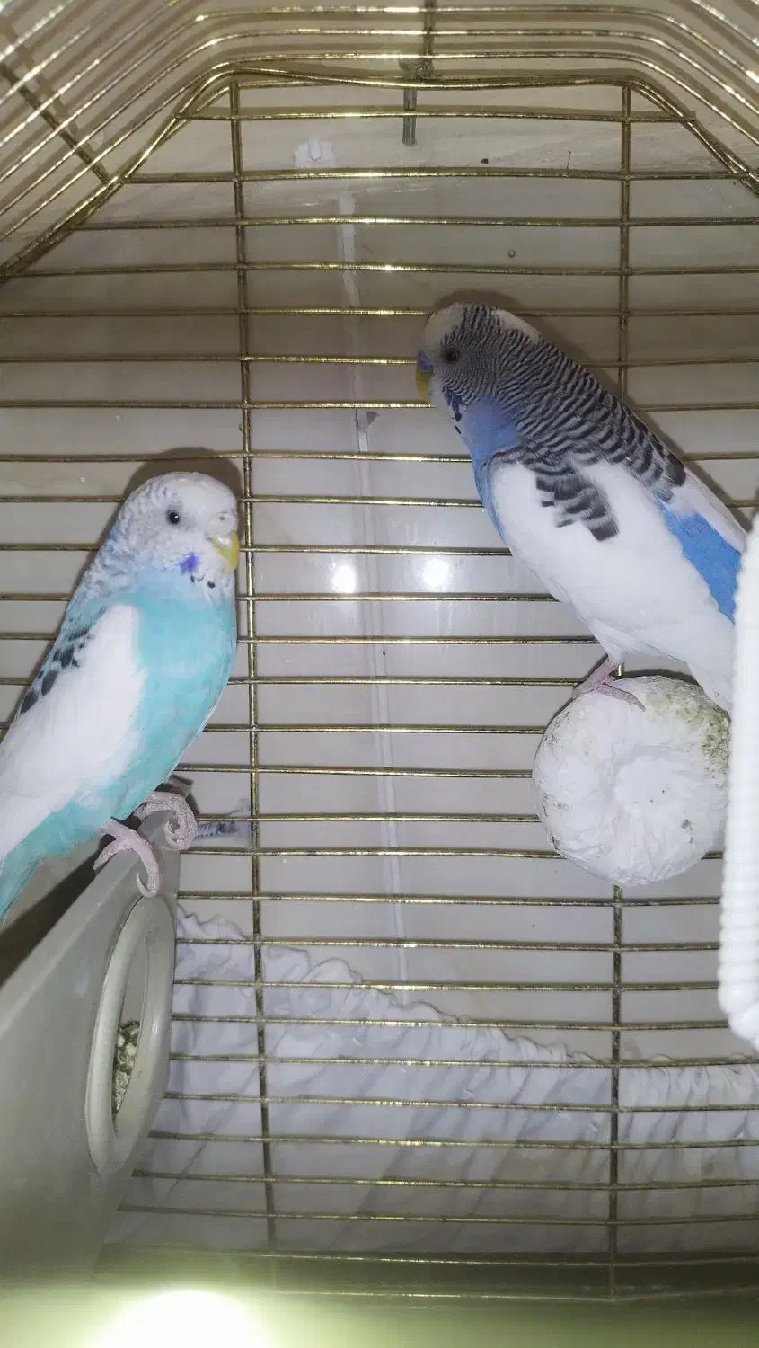 یک جفت مرغ عشق زیبا|پرنده|اسلامشهر, شهرک لاله|دیوار