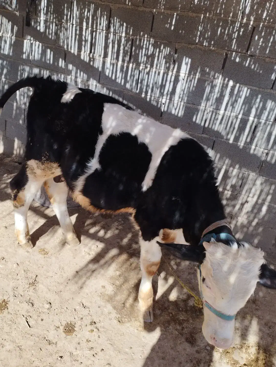 گوساله جوان وسالم|حیوانات مزرعه|سرپل ذهاب, |دیوار