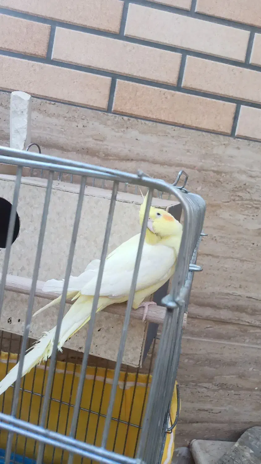 فروش دوعدد عروس|پرنده|قمصر, |دیوار