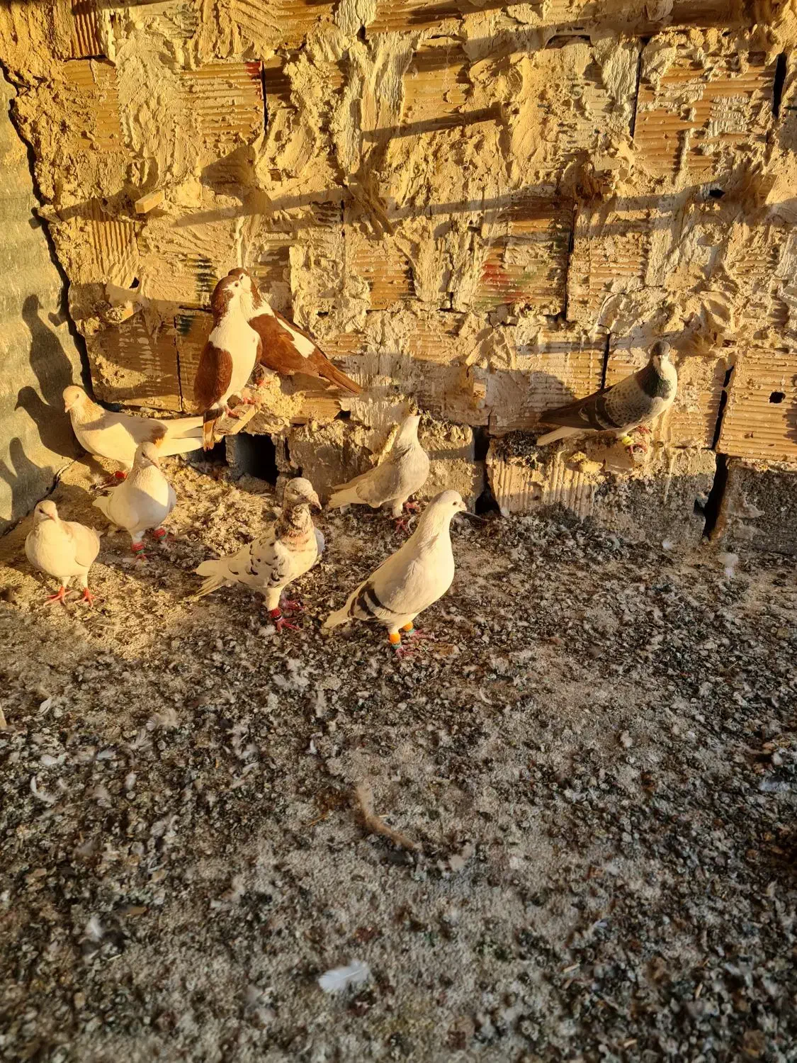 گفتر رنگه سار سرور دم سفید ساده خوشگل|پرنده|مشهد, نوید|دیوار