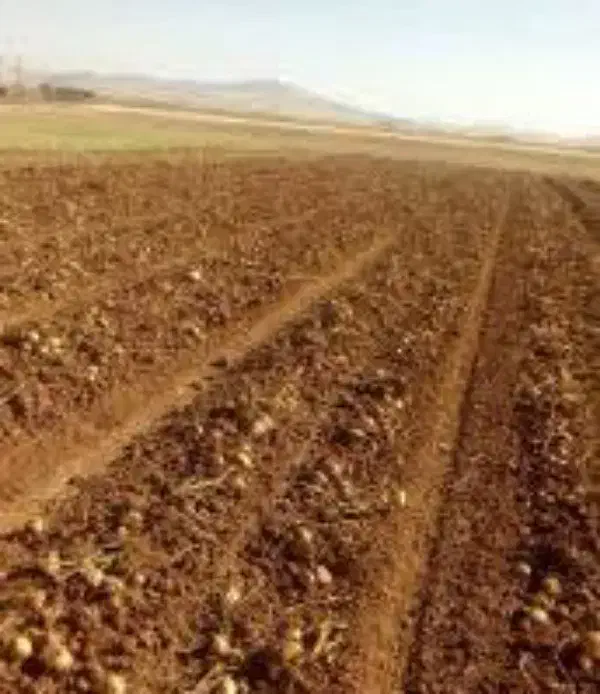 فروش زمین کشاورزی|فروش زمین و ملک کلنگی|چنگ الماسی, |دیوار