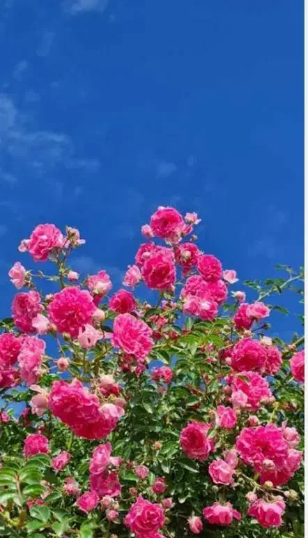 تدریس کلاس خصوصی دوره ی ابتدایی|خدمات آموزشی|زابل, |دیوار