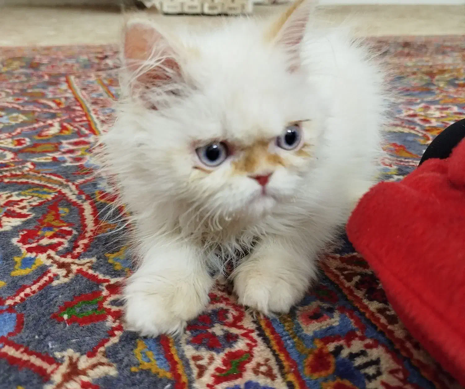 گربه ناز|گربه|قم, باغ کرباسی|دیوار