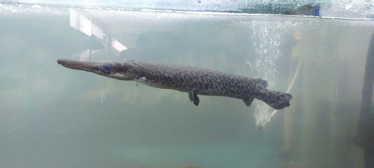 ماهی الیگیتور ۳۵ سانتی|ماهی|ملایر, |دیوار