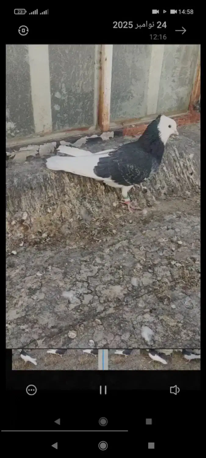 فروش کبوتر|پرنده|جهرم, |دیوار