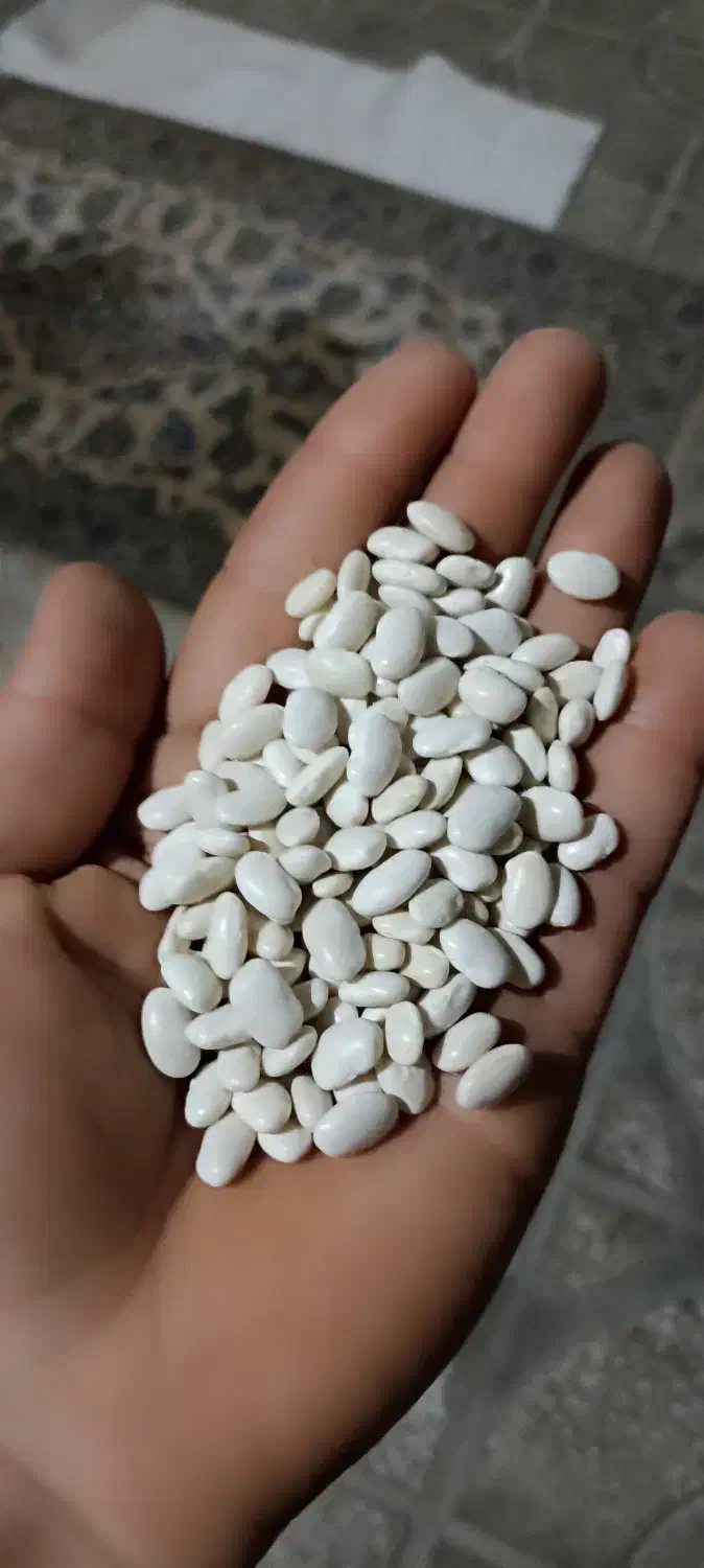 لوبیا سفید|عمده‌فروشی|دورود, |دیوار