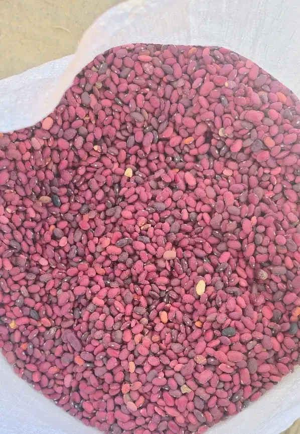 لوبیا قرمز بوجار شده|خوردنی و آشامیدنی|شیراز, معالیآباد|دیوار