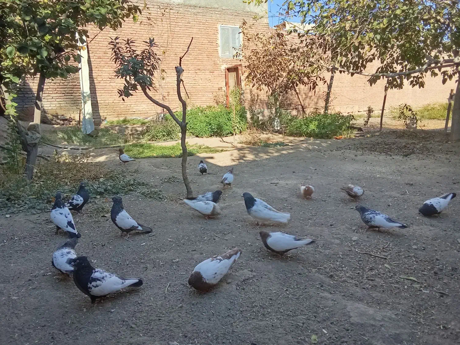 کبوتر سینه ای|پرنده|آذرشهر, |دیوار