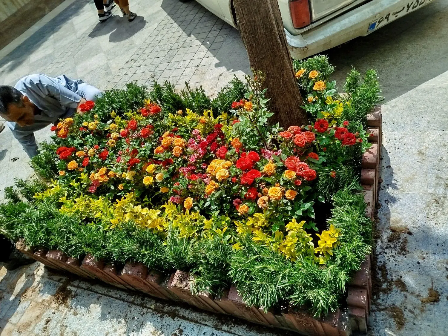 خدمات باغبانی تعویض خاک گلدان کاشت گل باغبان سمپاش|خدمات باغبانی و درختکاری|تهران, نیروی هوایی (پیروزی)|دیوار