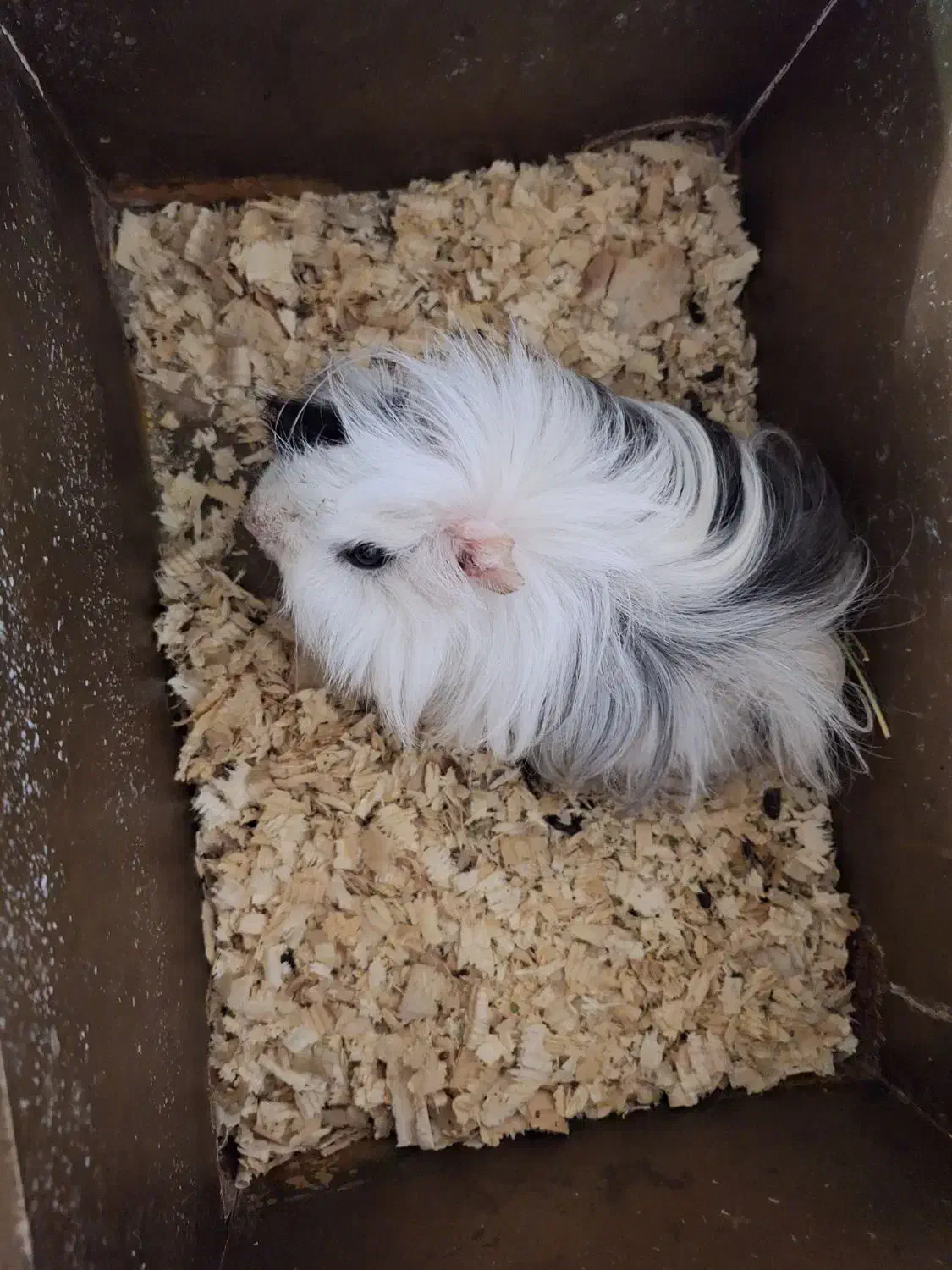 خوکچه هندی همستر|موش و خرگوش|مشهد, بلال|دیوار