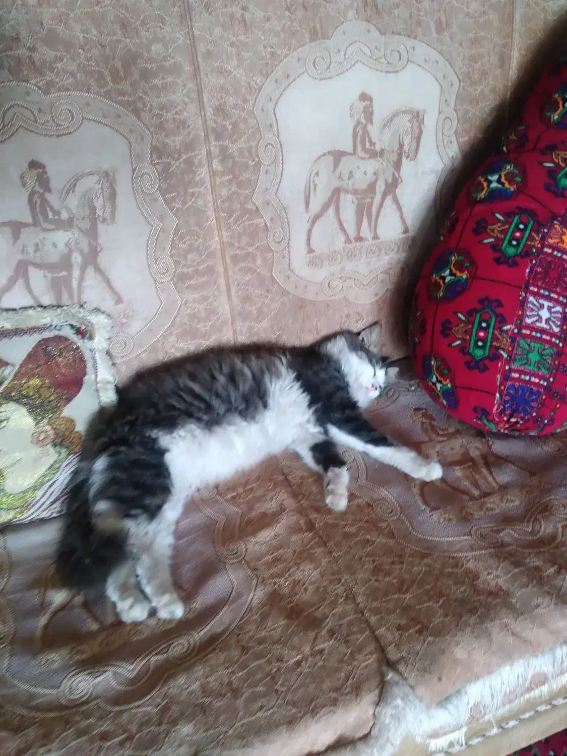 بچه گربه پرشین|گربه|گرگان, |دیوار