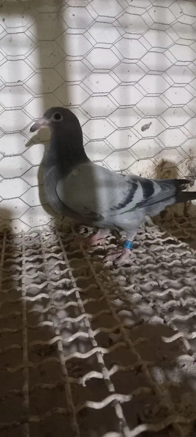 دوبر بالا|پرنده|اردبیل, |دیوار