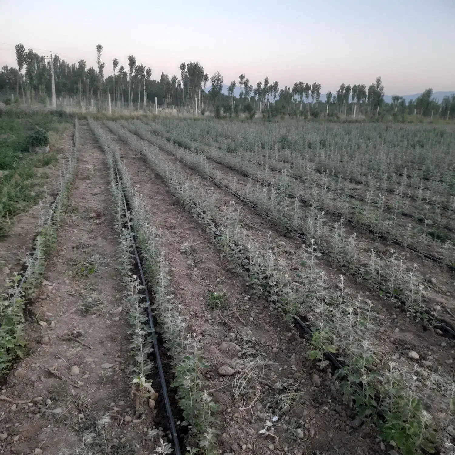 نهال کبوده و شیرین قلمه صنوبر|گل و گیاه طبیعی|سلماس, |دیوار