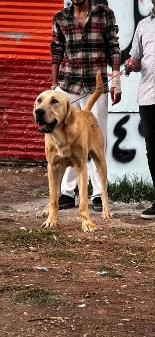 سگ عراقی|سگ|تبریز, |دیوار