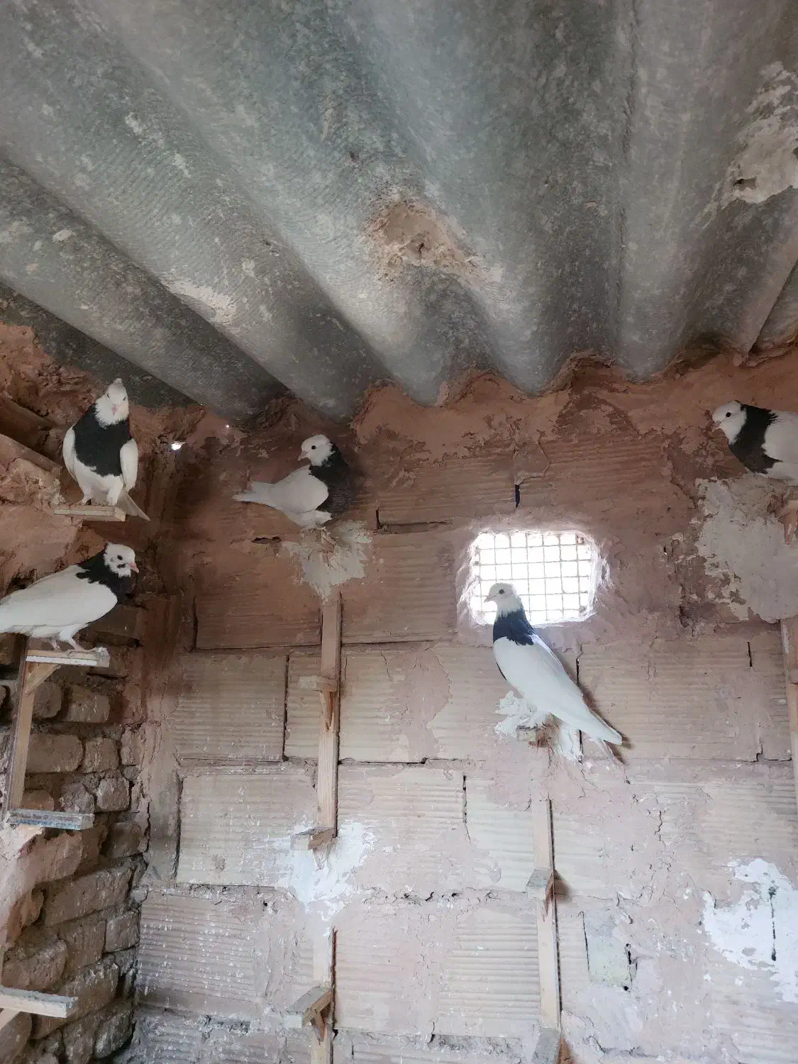 طوقی واکسی جوانه|پرنده|سبزوار, باهنر|دیوار