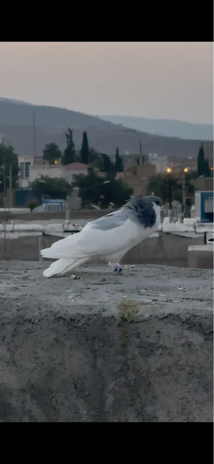 کفتر شهری یال سبز نر و یال سبز گلدار  ماده|پرنده|شیراز, ارم|دیوار