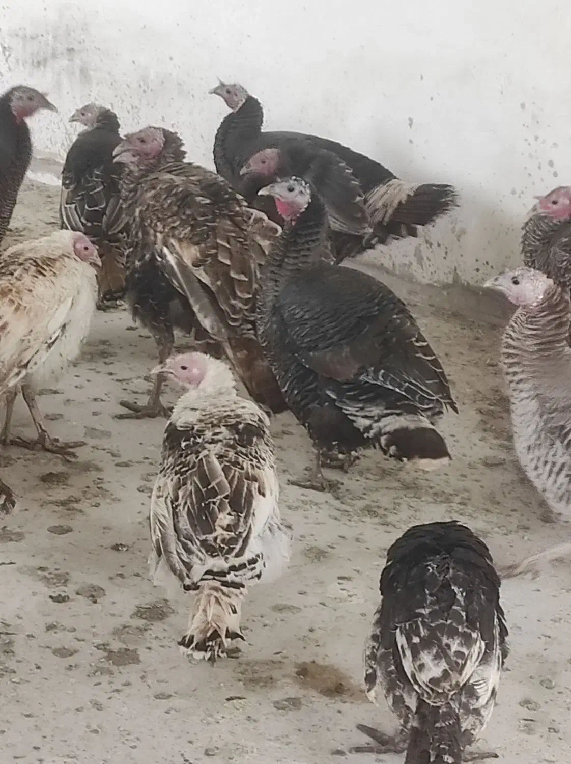 بوقلمون|حیوانات مزرعه|مشهد, همت آباد|دیوار