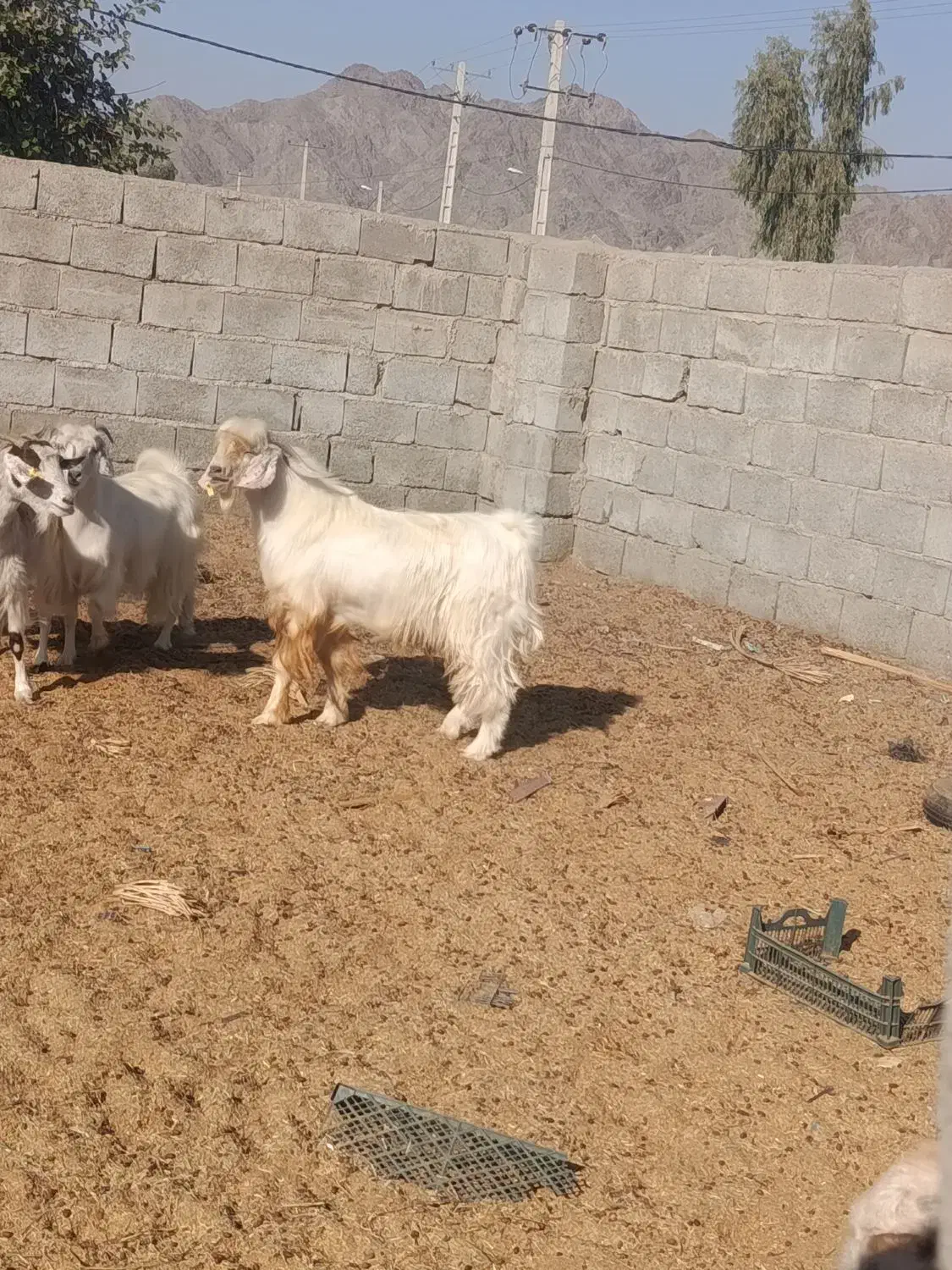 فروش سه عدد نر بز|حیوانات مزرعه|کهنوج, |دیوار