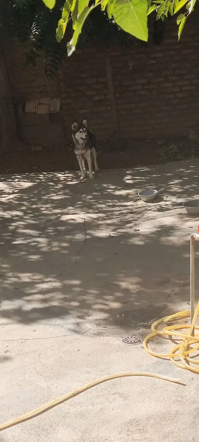 سگ هاسکی خوشکل|سگ|بوکان, |دیوار