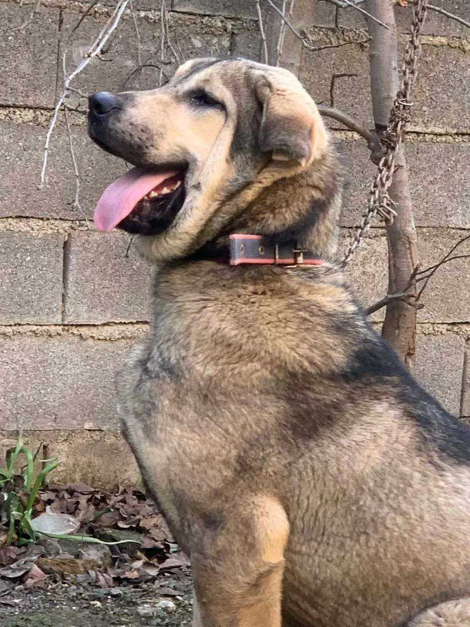 سگ پژدر نر ۱۲ ماه|سگ|آکند, |دیوار