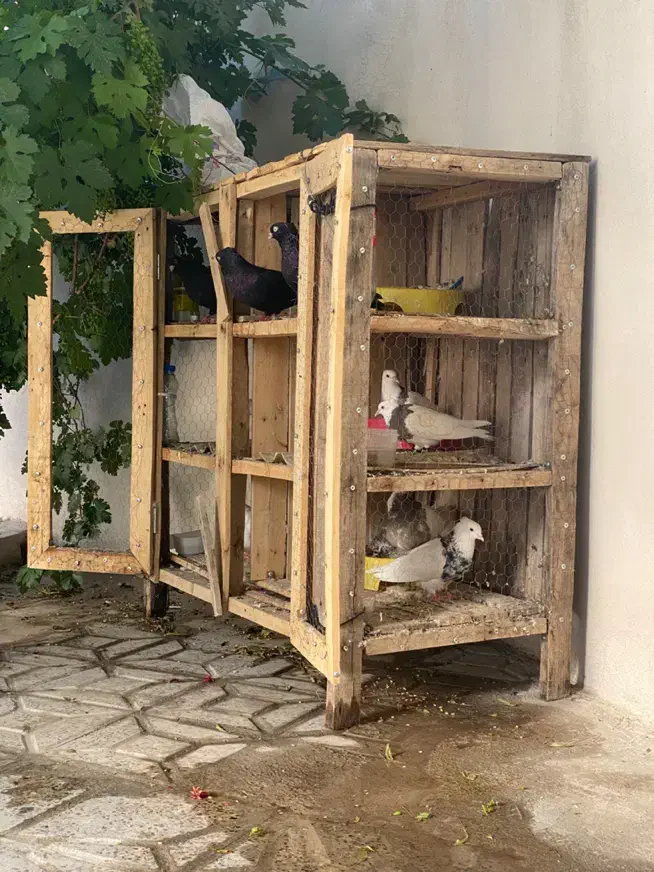 قفس چوبی جفت کن|لوازم جانبی حیوانات|ایلام, |دیوار