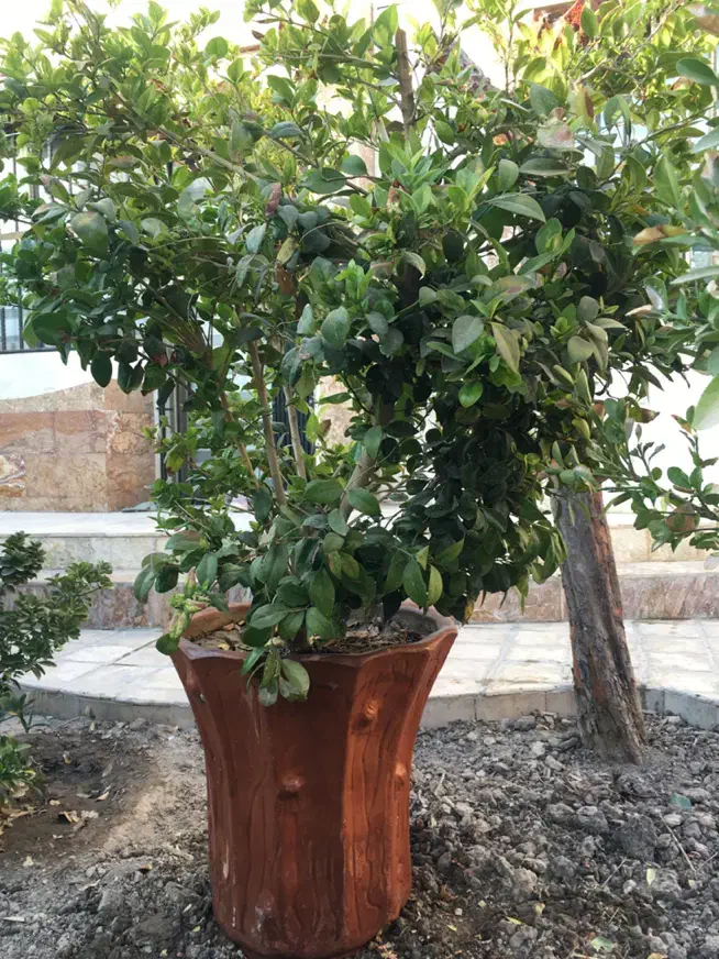 درختچه یاس هلندی|گل و گیاه طبیعی|شاهین‌شهر, مخابرات (شهید بهشتی)|دیوار