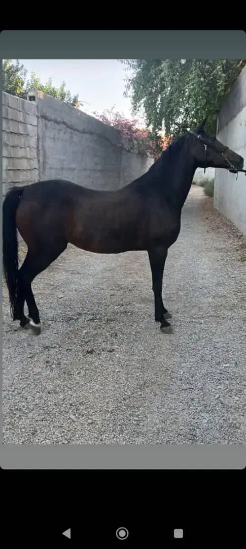 اسب|اسب و تجهیزات اسب‌سواری|اهواز, اهواز|دیوار