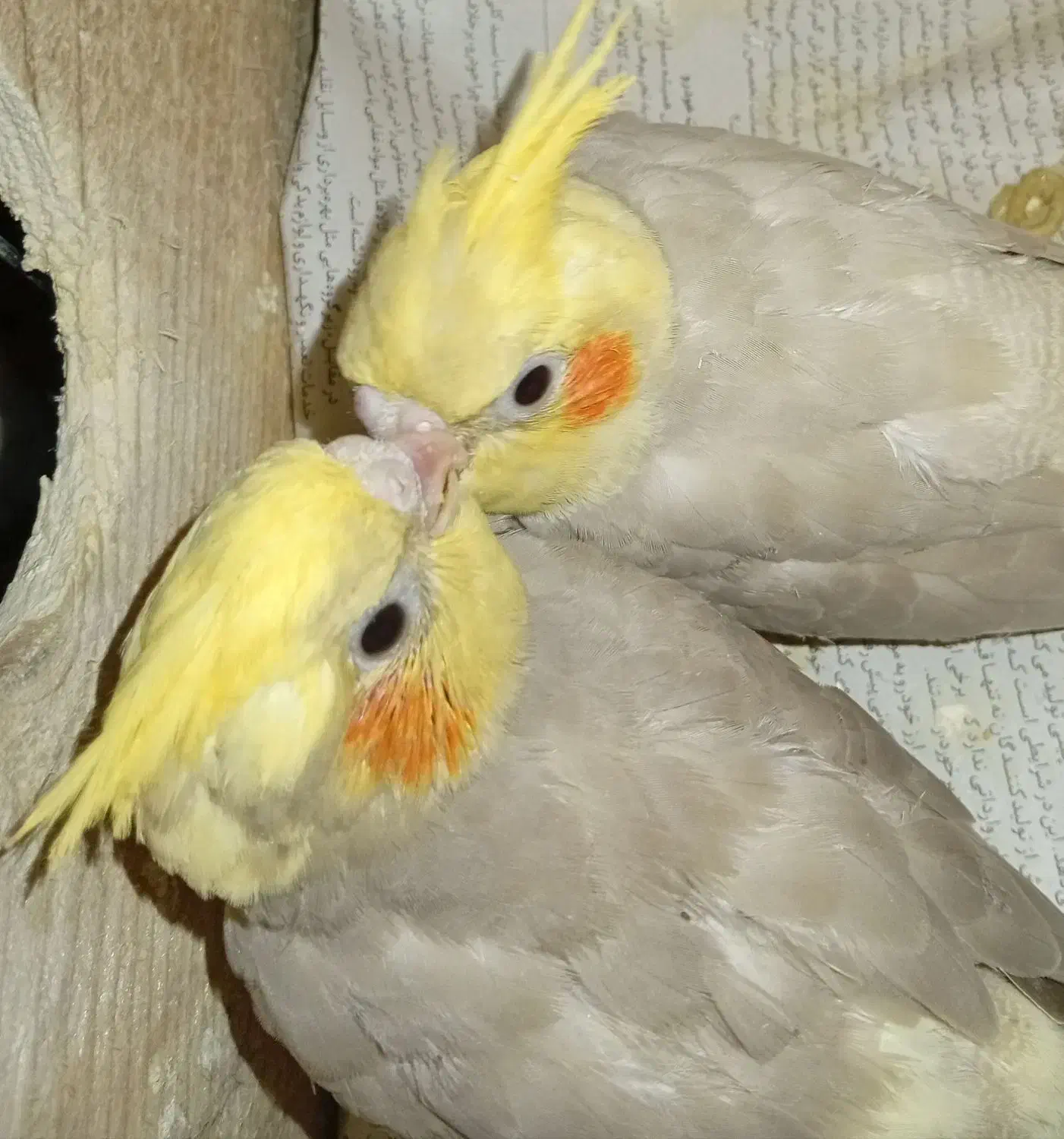 عروس هلندی نر و ماده به همراه ۴ تا جوجه|پرنده|رشت, یخسازی|دیوار