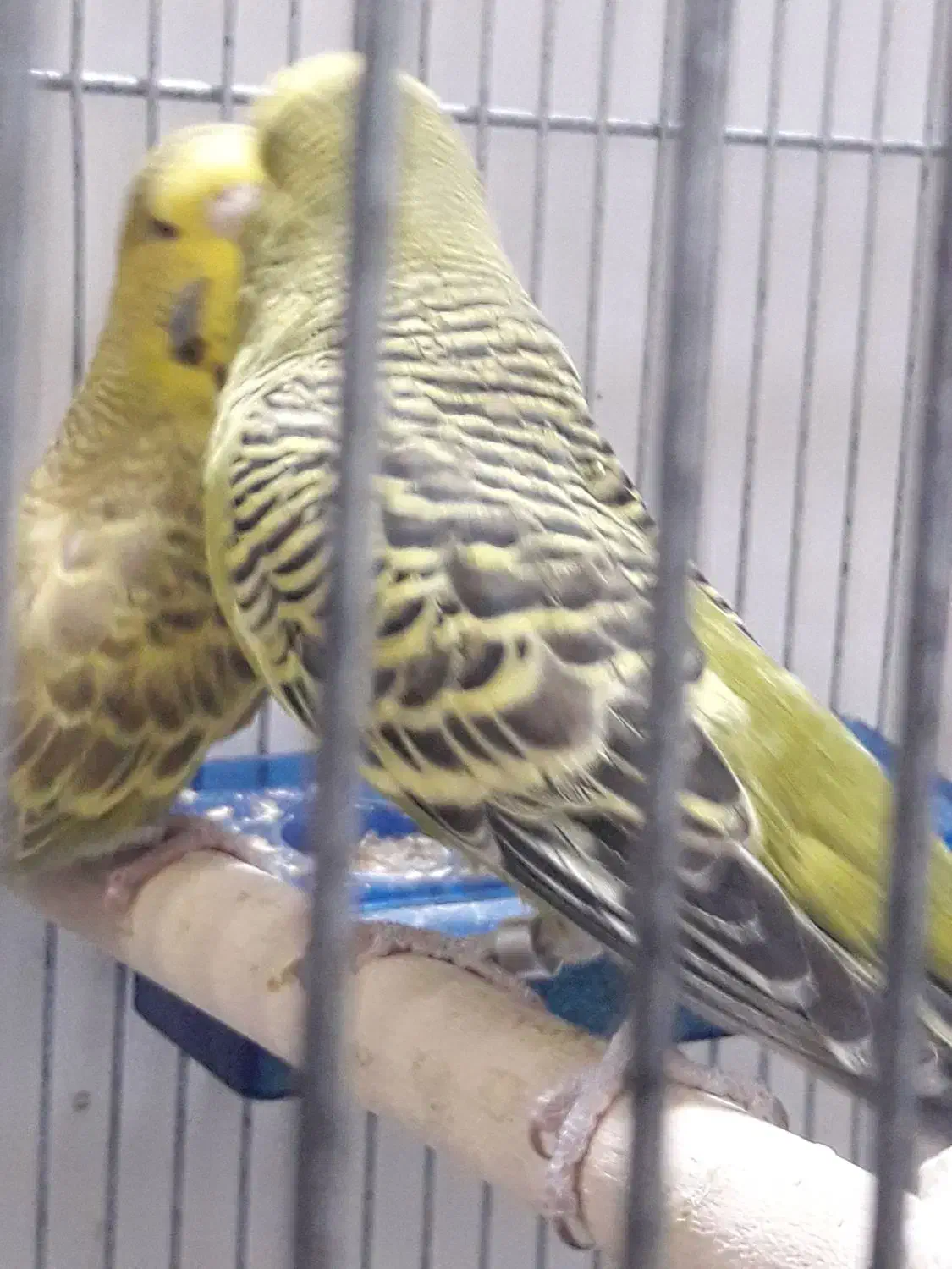 مرغ عشق انگلیسی|پرنده|دوگنبدان, |دیوار