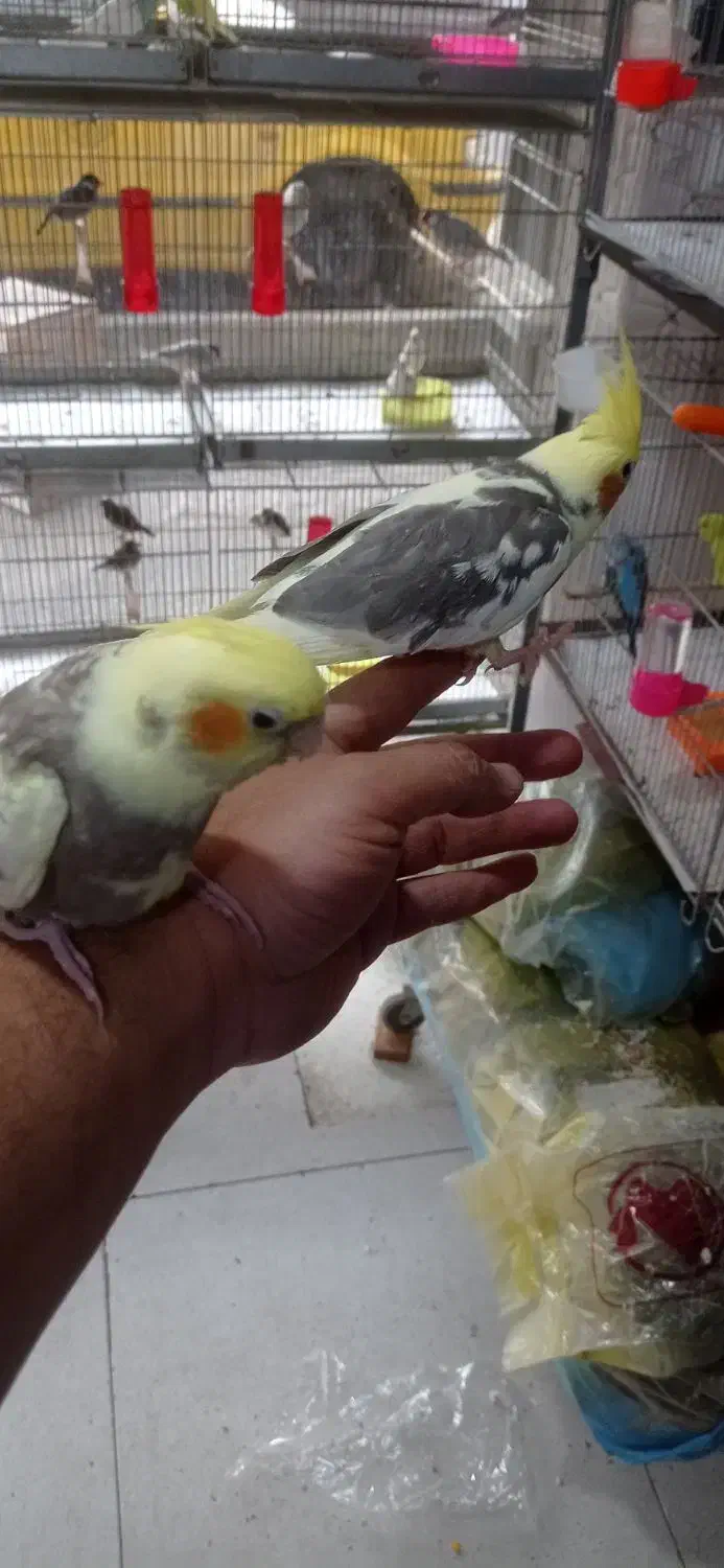 جوجه عروس هلندی رام|پرنده|تهران, سلسبیل جنوبی|دیوار