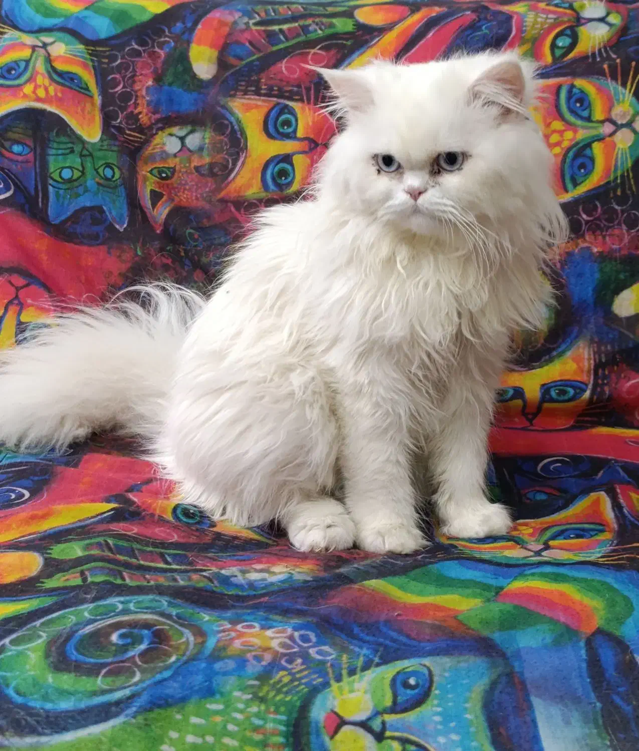 گربه پرشین کلاسیک|گربه|زاهدان, |دیوار