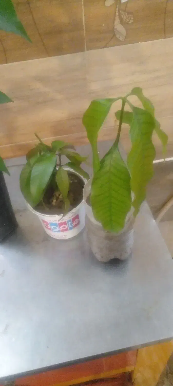16 اصله نهال انبه|گل و گیاه طبیعی|جیرفت, |دیوار
