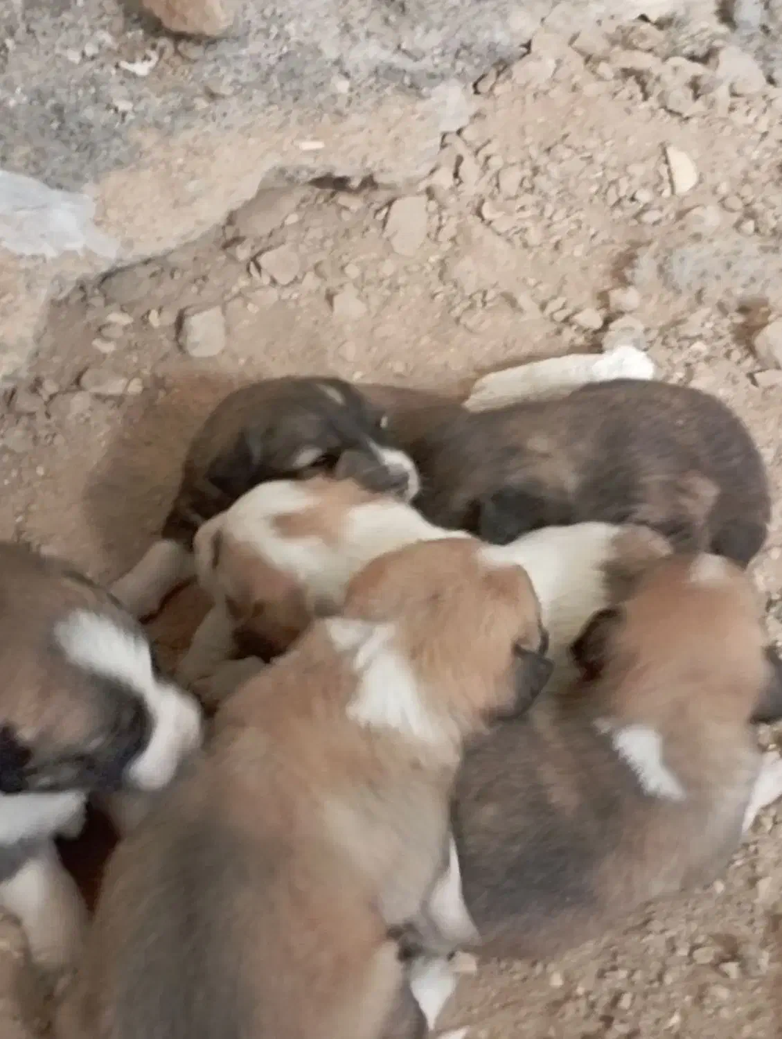 چند عدد توله سرابی اصل|سگ|شیراز, کاراندیش|دیوار