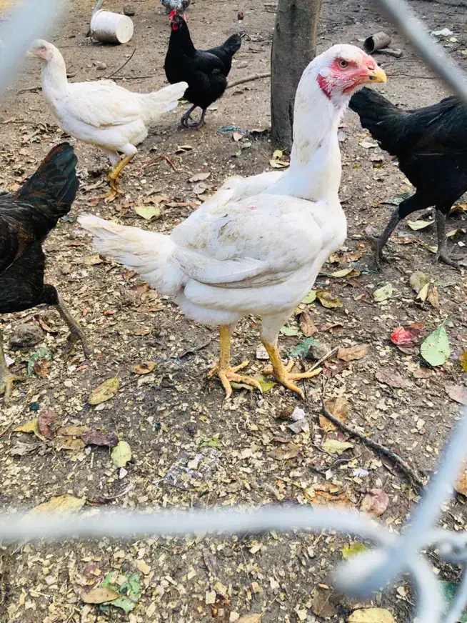 مرغ لاری اصیل|حیوانات مزرعه|بندر گز, |دیوار