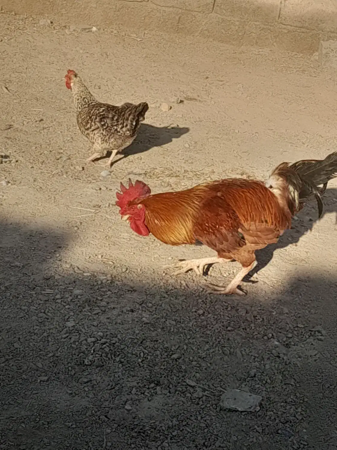 خروس قرمز|حیوانات مزرعه|زهک, |دیوار