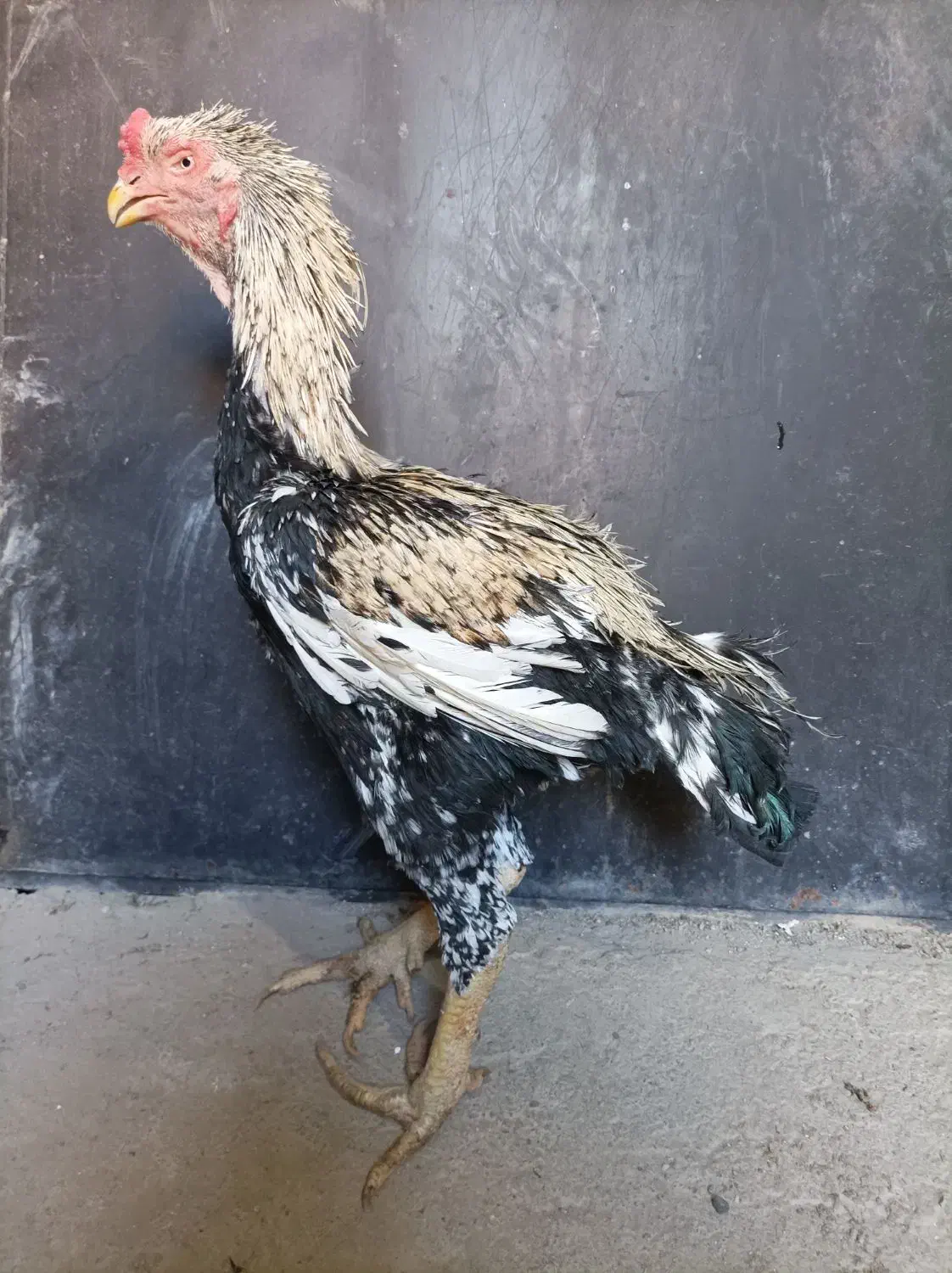 خروس لاری|حیوانات مزرعه|تنکمان, |دیوار