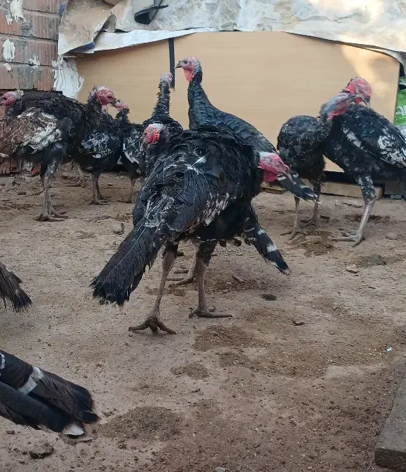 بوقلمون|حیوانات مزرعه|تهران, مشیریه|دیوار