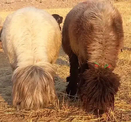 میش بختیاری|حیوانات مزرعه|ایذه, |دیوار