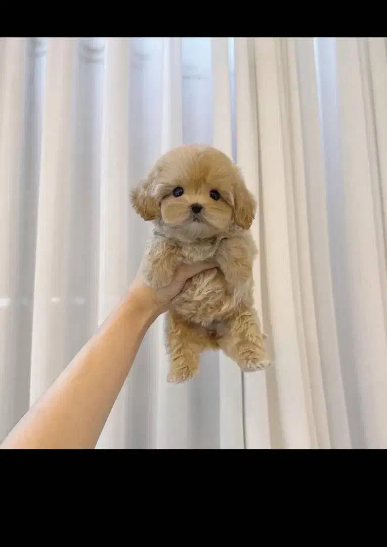 فوضول های رنگارنگ رسید|سگ|شیراز, شهرک گلستان|دیوار