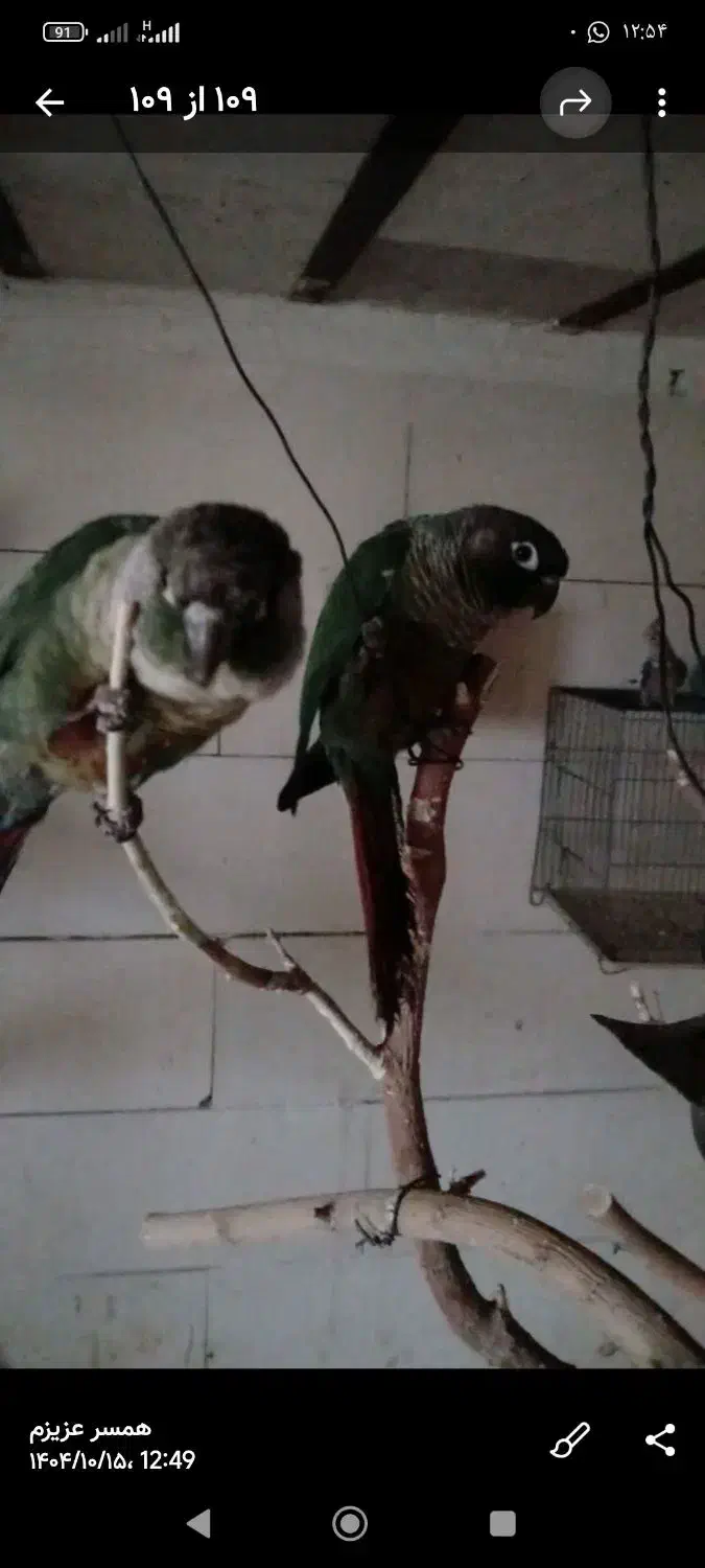 فروش یک جفت گیرینچیک|پرنده|نجف‌آباد, امیرآباد|دیوار